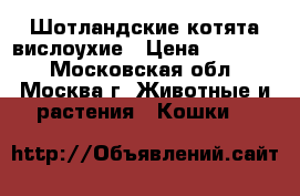 Шотландские котята вислоухие › Цена ­ 15 000 - Московская обл., Москва г. Животные и растения » Кошки   